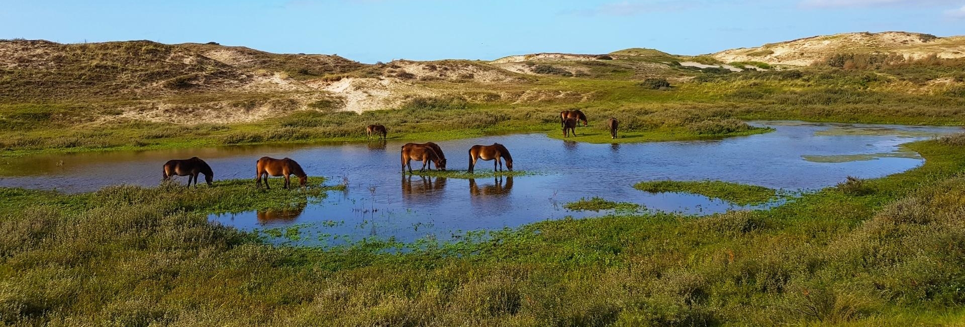 Konikspaarden drinken bij een meertje in de Egmondse duinen